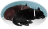 Australian Kelpie Foto: Dutch Dynamite Desert Devil und Delphi's Denver (schwarz) nach dem spiel muss mann ja auch schlafen (ID 18688) Australian Kelpie Hund
