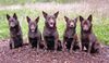 Australian Kelpie Hund