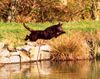 Australian Kelpie Foto: Dutch Dynamite Darin Dazzlin, hier nur 1 jahr und schon unerschrocken. Dazzlin ist die erste Kelpie in Belgiën die für rettungsarbeit wurde certifiziert (ID 20321) Australian Kelpie Hund