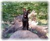 Australian Kelpie Foto: Dutch Dynamite Daredevil Darla (Durda), sie genießt über alles zu klettern. (ID 19681) Australian Kelpie Hund