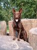 Australian Kelpie Foto: Dutch Dynamite Daredevil Darla (Durda), sie genießt über alles zu klettern. (ID 19682) Australian Kelpie Hund