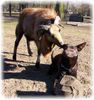 Australian Kelpie Foto: Dutch Dynamite Daredevil Darla (Durda) spielt Fußball mit einem Schaf (ID 19683) Australian Kelpie Hund