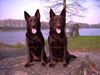 Australian Kelpie Foto: Champ. Guinam & Yirr-ma Bashyr (ID 20947) Australian Kelpie Hund
