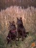 Australian Kelpie Foto: Champ. Guinam & Yirr-ma Bashyr (ID 20949) Australian Kelpie Hund