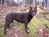 Australian Kelpie Hund