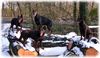 Australian Kelpie Foto: Schnee und Baüme alles was Kelpie und Dobermann brauchen zum Spass (ID 18748) Australian Kelpie Hund