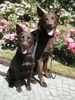 Australian Kelpie Foto: Xanatos und Flash (ID 22386) Australian Kelpie Hund