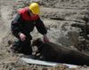 Australian Kelpie Foto: Dutch Dynamite Darin Dazzlin beim rettungsarbeit. Dazzlin hat am 22-05-05 Ihre prüfung fur (ID 22302) Australian Kelpie Hund