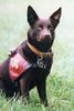 Australian Kelpie Foto: Kalan sky heights (ID 10773) Australian Kelpie Hund