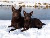 Australian Kelpie Foto: Xanatos und Flash im Schnee (ID 28380) Australian Kelpie Hund