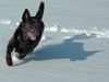 Australian Kelpie Foto: KLA Simply Xtra Special (Terra) Aus. Import nach Holland. Terra hier beim Hütearbeit im Schnee am 3e marz 2005 (ID 19210) Australian Kelpie Hund