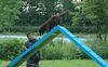 Australian Kelpie Foto: Terra beim Agility training (ID 22299) Australian Kelpie Hund