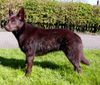 Australian Kelpie Foto: KLA Simply Xtra Special (Terra) Aus. Import nach Holland. Terra hier mit 8 monate noch nass vom schwimmen (ID 20317) Australian Kelpie Hund