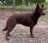 Australian Kelpie Hund