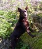 Australian Kelpie Foto: KLA Simply Xtra Special (Terra) Aus. Import nach Holland. Terra hier mit 8 monate. (ID 20318) Australian Kelpie Hund