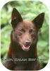Australian Kelpie Foto: Multi Champion Kalan Sky Choc (Vax) (ID 12733) Australian Kelpie Hund
