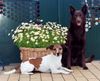 Australian Kelpie Foto: Jack Russell, Tosca mit Australian Kelpie Multi Ch. Kalan Sky Choc. (ID 19684) Australian Kelpie Hund