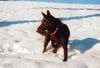 Australian Kelpie Foto: Xanatos im Schnee (ID 17648) Australian Kelpie Hund
