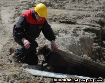 Australian Kelpie Dutch Dynamite Darin Dazzlin beim rettungsarbeit. Dazzlin hat am 22-05-05 Ihre prüfung fur 