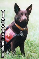 Australian Kelpie Hunde Foto 10773 Australian Kelpie Kalan sky heights