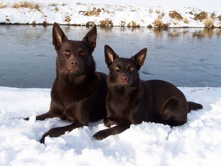 Australian Kelpie Xanatos und Flash im Schnee