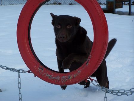 Australian Kelpie Snowgility mit Xanatos 