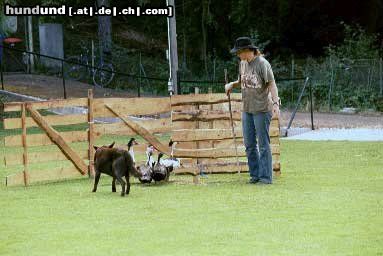Australian Kelpie Hunde Foto 10774 Australian Kelpie xanatos beim Enten Hüten