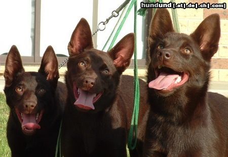 Australian Kelpie Hunde Foto 20316 in höherer Auflösung ansehen Australian Kelpie Tara, Tammy und Terra vom KLA Zwinger in NSW Australiën