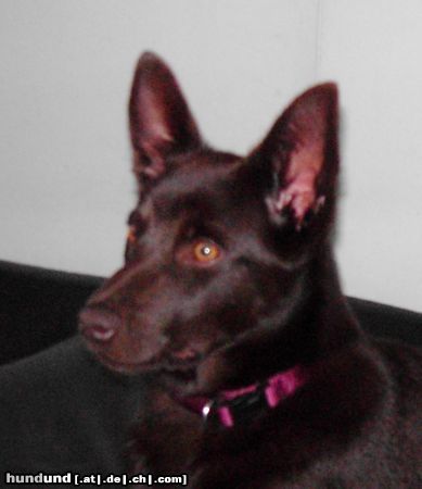 Australian Kelpie Hunde Foto 18601 in höherer Auflösung ansehen Australian Kelpie KLA Simply Xtra Special (Terra) Aus. Import nach Holland. Terra ist hier 5 monate