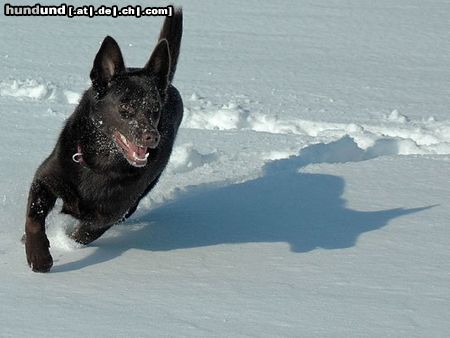 Australian Kelpie Hunde Foto 19210 in höherer Auflösung ansehen Australian Kelpie KLA Simply Xtra Special (Terra) Aus. Import nach Holland. Terra hier beim Hütearbeit im Schnee am 3e marz 2005
