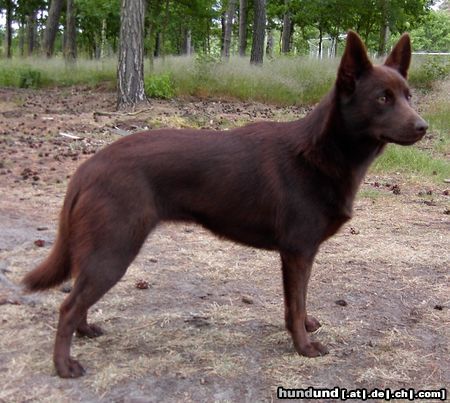 Australian Kelpie Hunde Foto 22298 in höherer Auflösung ansehen Australian Kelpie KLA Simply Xtra Special, (Terra) Ejsgr'05