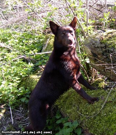 Australian Kelpie Hunde Foto 20318 in höherer Auflösung ansehen Australian Kelpie KLA Simply Xtra Special (Terra) Aus. Import nach Holland. Terra hier mit 8 monate.