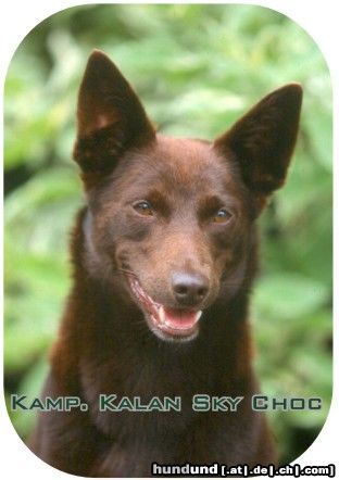 Australian Kelpie Hunde Foto 12733 Australian Kelpie Multi Champion Kalan Sky Choc (Vax)