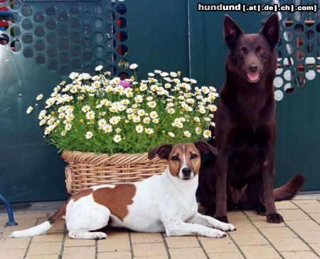 Australian Kelpie Hunde Foto 19684 in höherer Auflösung ansehen Australian Kelpie Jack Russell, Tosca mit Australian Kelpie Multi Ch. Kalan Sky Choc.