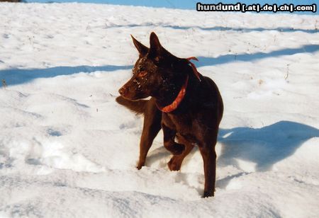 Australian Kelpie Hunde Foto 17648 in höherer Auflösung ansehen Australian Kelpie Xanatos im Schnee