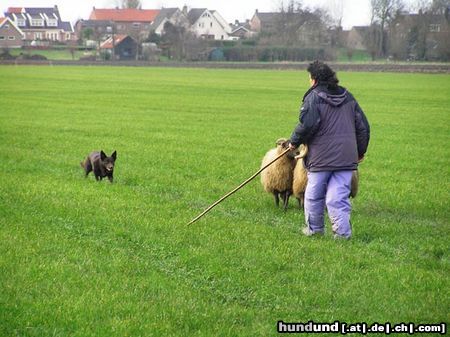 Australian Kelpie Hunde Foto 18606 in höherer Auflösung ansehen Australian Kelpie Ch. Dutch Dynamite Datildoo Darwin, LuxCh., NLCh., ESgr\'04. Arbeit und schonheit vereint. Darwin wurde am 28 dezember in Renkum (Holland) 5e beim Schafenhüten, zwichen 33 Border Collies.