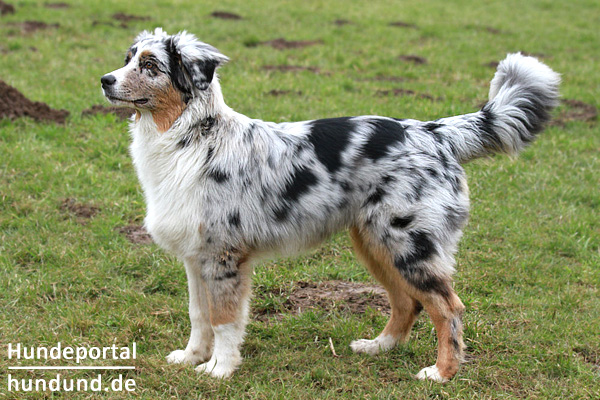 Hunderasse Australian Shepherd