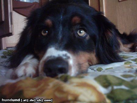 Australian Shepherd Hunde Foto 9004 Australian Shepherd Müde?!