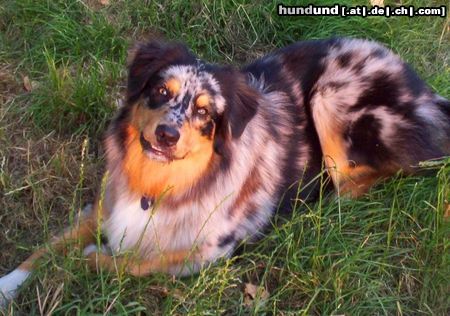Australian Shepherd Hunde Foto 22551 in höherer Auflösung ansehen Australian Shepherd
