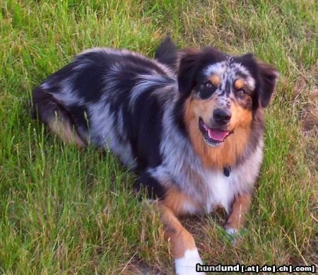 Australian Shepherd Hunde Foto 22552 in höherer Auflösung ansehen Australian Shepherd