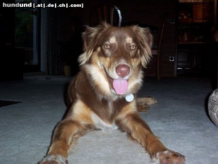 Australian Shepherd Hunde Foto 8957 Australian Shepherd Hallo da draussen!