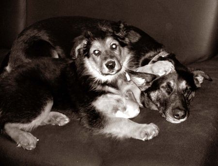 Australian Shepherd Hunde Foto 34874 in höherer Auflösung ansehen Australian Shepherd eddie und jacko
