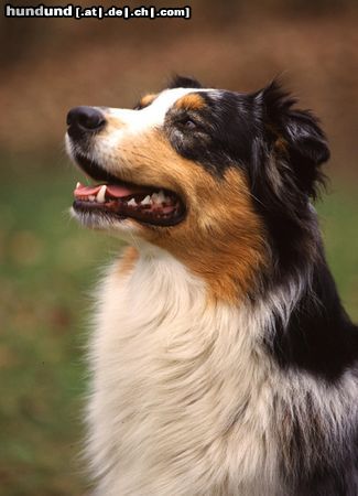 Australian Shepherd Aussie