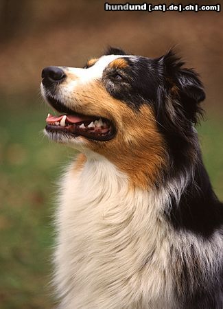 Australian Shepherd Hunde Foto 8162 Australian Shepherd Australian Shepherd auf einem Hundeplatz fotografiert