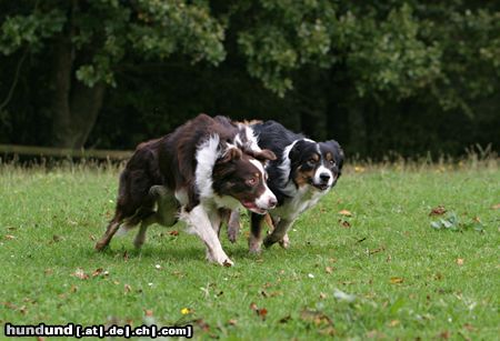 Australian Shepherd Hunde Foto 23446 in höherer Auflösung ansehen Australian Shepherd fang mich