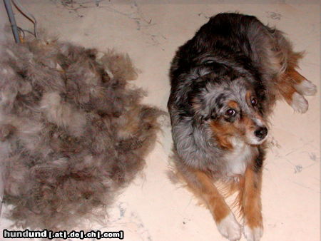 Australian Shepherd Hunde Foto 44391 Australian Shepherd Dschinnys Haarwechsel Winter 2008