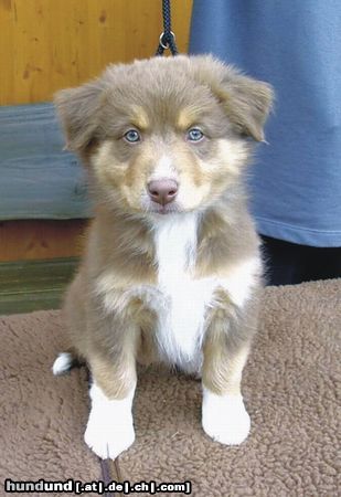 Australian Shepherd Hunde Foto 23917 Australian Shepherd Biene, wird abgeholt