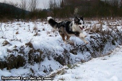 Australian Shepherd Hunde Foto 19034 in höherer Auflösung ansehen Australian Shepherd Nur fliegen ist schöner...