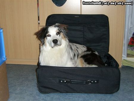 Australian Shepherd Hunde Foto 26544 Australian Shepherd ...ich will überall mit...