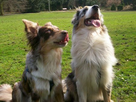Australian Shepherd Hunde Foto 33398 in höherer Auflösung ansehen Australian Shepherd Das sind Mimi und Balu.. 2 Aussies..